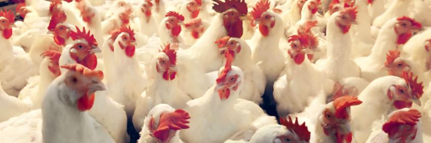 Poultry India suggests tailoring GST structure for benefit of farmers