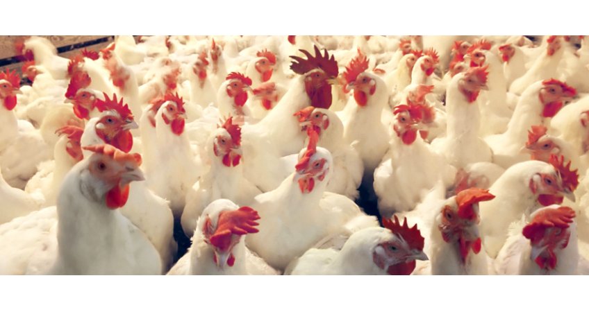 Poultry India suggests tailoring GST structure for benefit of farmers Poultry India suggests tailoring GST structure for benefit of farmers