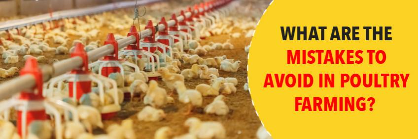 What Are The Mistakes To Avoid In Poultry Farming?