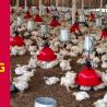 Impact of climate change on broiler housing systems