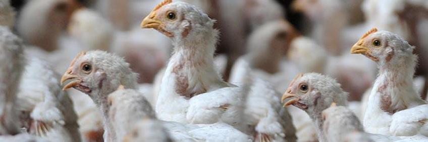 Kerala now self-sufficient in poultry meat