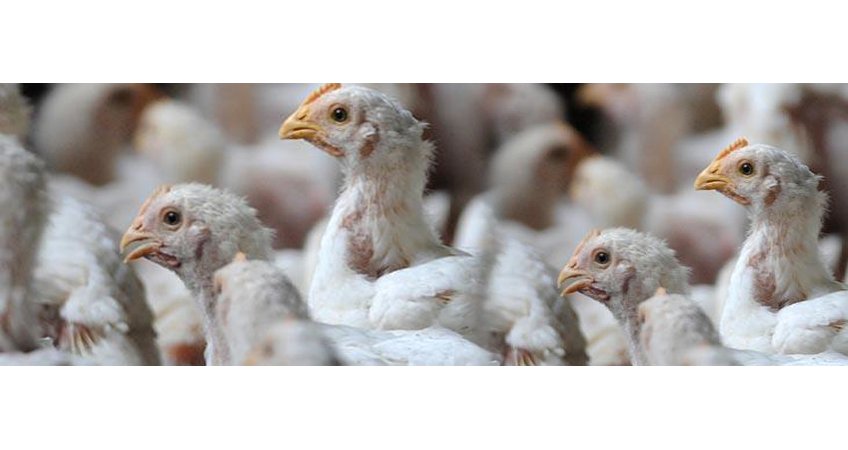Kerala now self-sufficient in poultry meat Kerala now self-sufficient in poultry meat