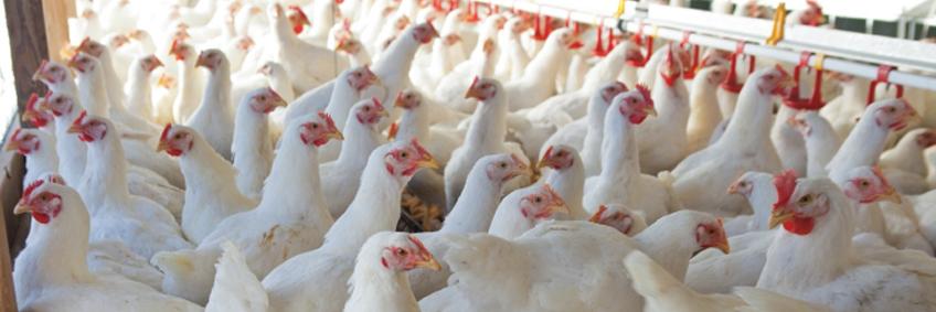 Poultry farming witnesses massive boom in Meghalaya