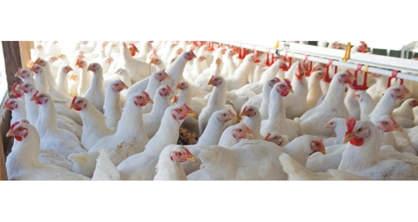 Poultry farming witnesses massive boom in Meghalaya Poultry farming witnesses massive boom in Meghalaya