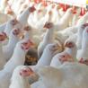 Poultry farming witnesses massive boom in Meghalaya