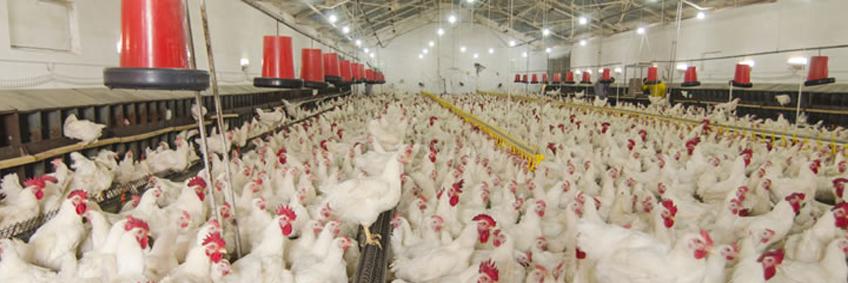 SKUAST-K scientists enlighten farmers about ‘profitable’ poultry