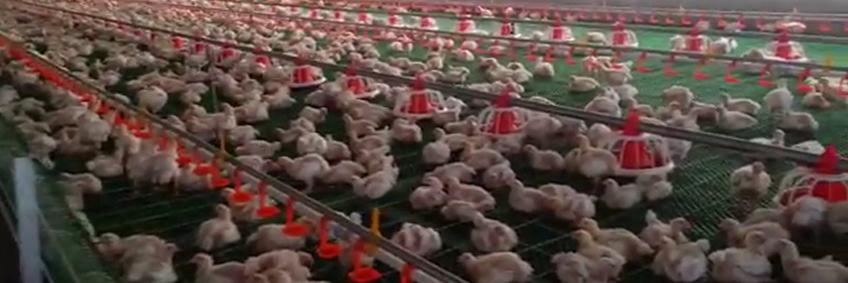 Poultry farming lures Kashmir entrepreneurs