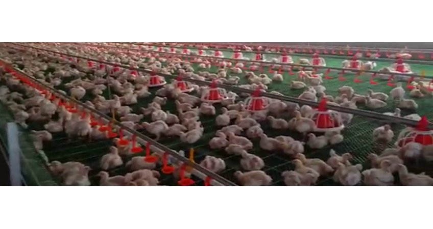 Poultry farming lures Kashmir entrepreneurs Poultry farming lures Kashmir entrepreneurs