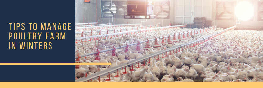 Tips to manage poultry farm in winters Tips to manage poultry farm in winters