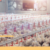 Tips to manage poultry farm in winters