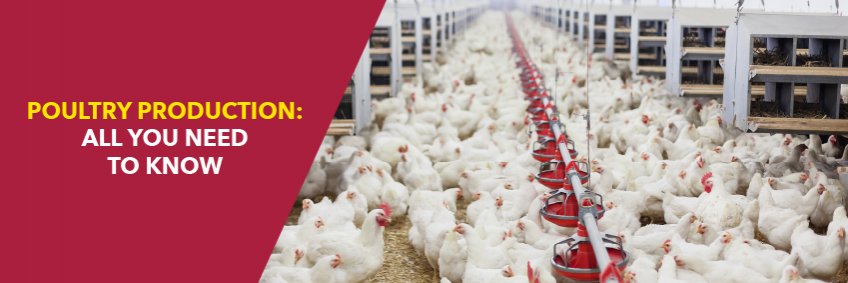 Poultry production: all you need to know