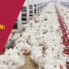 Poultry production: all you need to know