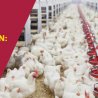 Poultry production: all you need to know