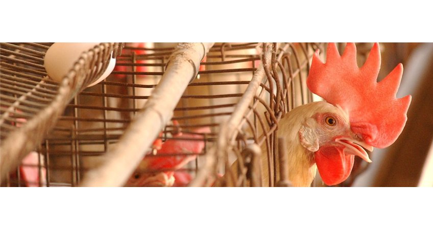 Poultry industry hopes demand will offset rising feed prices