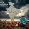 A Resilient Poultry Sector Amid Recent Challenges