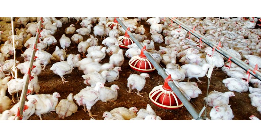 Poultry farmers asked to supplement Vitamin C in feed Poultry farmers asked to supplement Vitamin C in feed