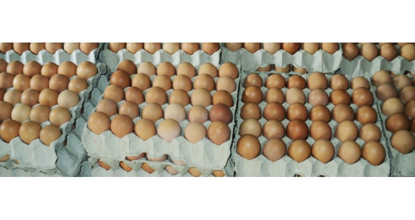 Vijayawada selected for World Egg Day campaign Vijayawada selected for World Egg Day campaign