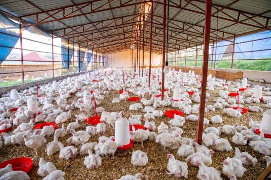 https://www.poultryindia.co.in/media/june-newsletter-new-3.jpg