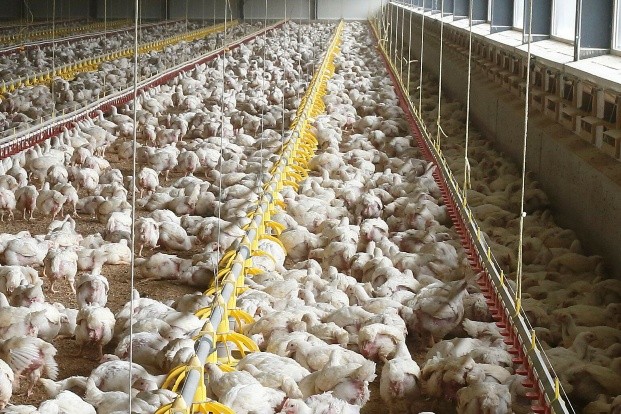 https://www.poultryindia.co.in/media/news-dec-2.jpg