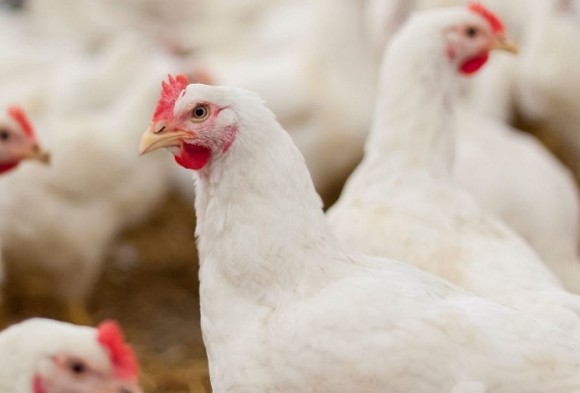 https://www.poultryindia.co.in/media/news-sep-3.jpg