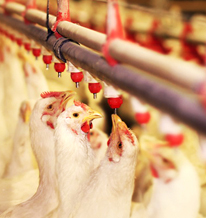 Mr. Nadir Burjorji Godrej