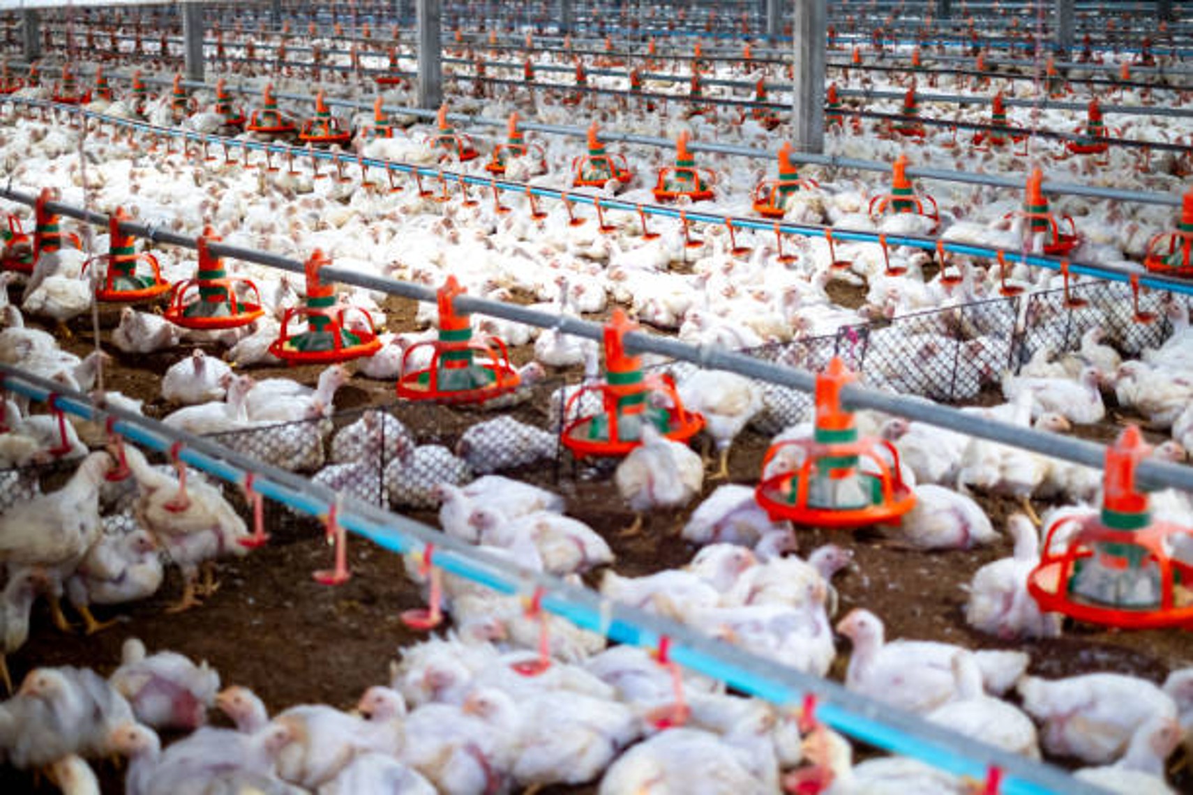https://www.poultryindia.co.in/media/polutry-finding-june.jpg