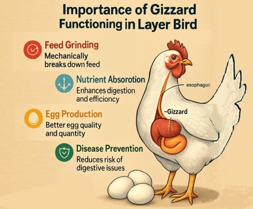 https://www.poultryindia.co.in/media/polutry-since-aug-2025.jpg