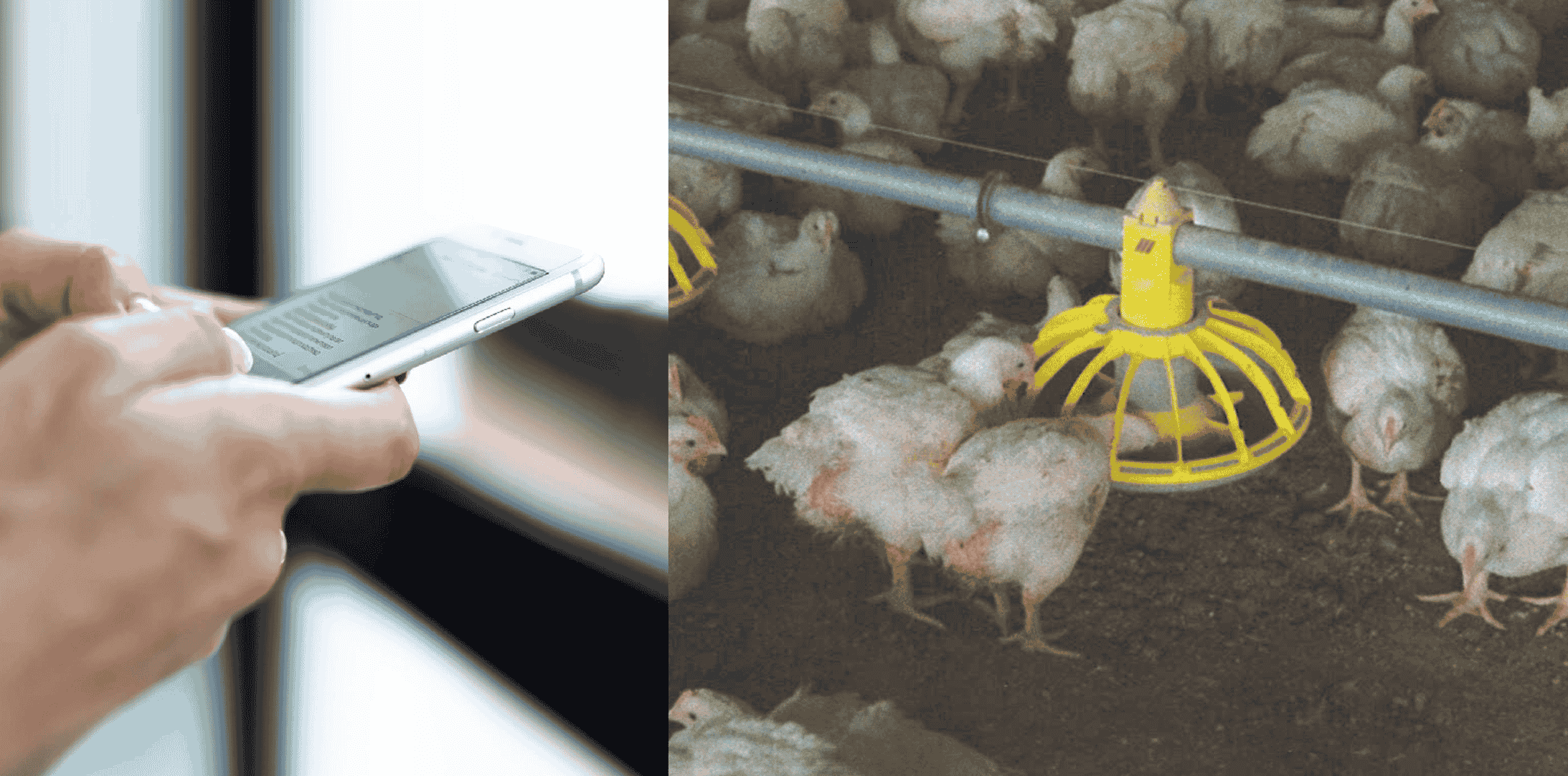 https://www.poultryindia.co.in/media/role-ai.png